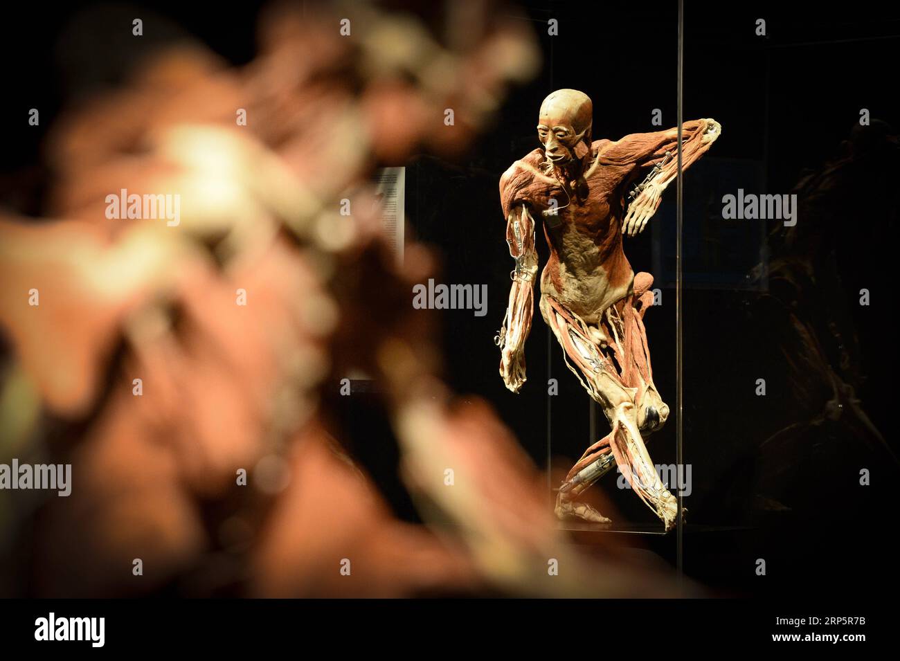 (181221) -- WARSAW, Dec. 21, 2018 -- Photo taken on Dec. 21, 2018 shows an exhibited body specimen at the Body Worlds exhibition at the Palace of Culture and Science in Warsaw, Poland. The Body Worlds exhibition displays dissected human bodies and animals. It was first presented in Tokyo in 1995. ) POLAND-WARSAW-BODY WORLDS-EXHIBITION JaapxArriens PUBLICATIONxNOTxINxCHN Stock Photo