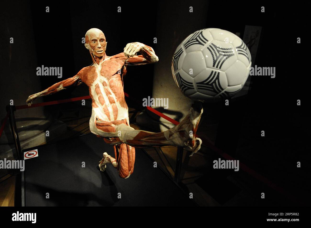 (181221) -- WARSAW, Dec. 21, 2018 -- The body of a footballer is seen at the Body Worlds exhibition at the Palace of Culture and Science in Warsaw, Poland, on Dec. 21, 2018. The Body Worlds exhibition displays dissected human bodies and animals. It was first presented in Tokyo in 1995. ) POLAND-WARSAW-BODY WORLDS-EXHIBITION JaapxArriens PUBLICATIONxNOTxINxCHN Stock Photo