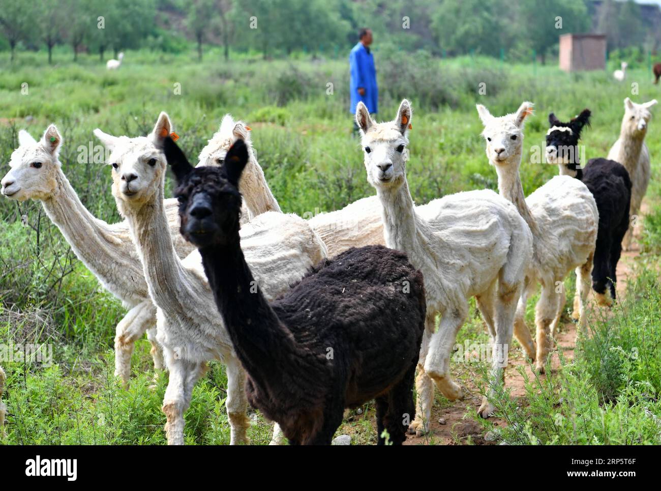 (181223) -- BEIJING, Dec. 23, 2018 (Xinhua) -- Alpacas graze on the hill in Yangqu County of north China s Shanxi Province, July 14, 2018. Liu Xuerong, a poverty-stricken farmer from Pingli Village of Yangqu County, started embarking on cultivating those Australia-originated alpacas in 2014. The breeding base makes a profit from cub breeding, woolen products and tourism of alpaca watching. Liu accordingly earns a monthly wage of 3,000 yuan (about 449 U.S. dollars). Areas of China suffering from extreme poverty have made faster progress in terms of poverty relief compared to the country s avera Stock Photo