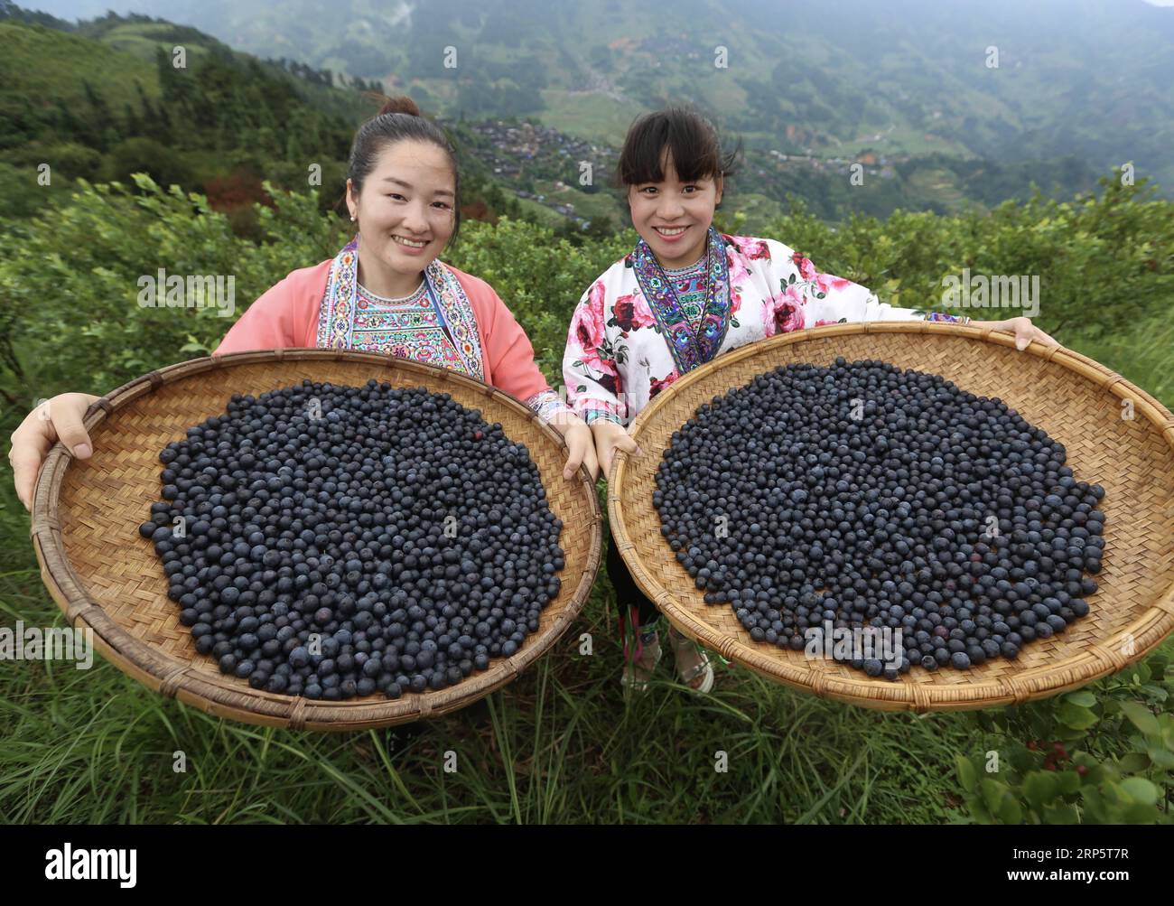 (181223) -- BEIJING, Dec. 23, 2018 (Xinhua) -- Villagers show newly-picked blueberries at a blueberry planting farm in Gaolan Village in Rongshui Miao Autonomous County, south China s Guangxi Zhuang Autonomous Region, June 23, 2018. In recent years, the village has encouraged poverty-stricken villagers to plant blueberry as a way to get rid of poverty. Areas of China suffering from extreme poverty have made faster progress in terms of poverty relief compared to the country s average pace in 2018, an official has said. The country has earnestly pushed ahead with poverty relief efforts in areas Stock Photo