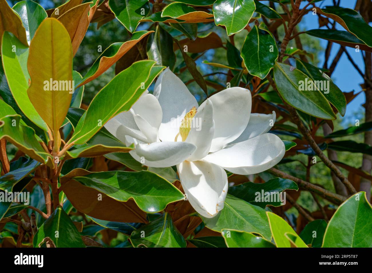 A southern magnolia tree with a white flower in full bloom with a seed pod forming in the middle of the petals surrounded by the large green foliage c Stock Photo