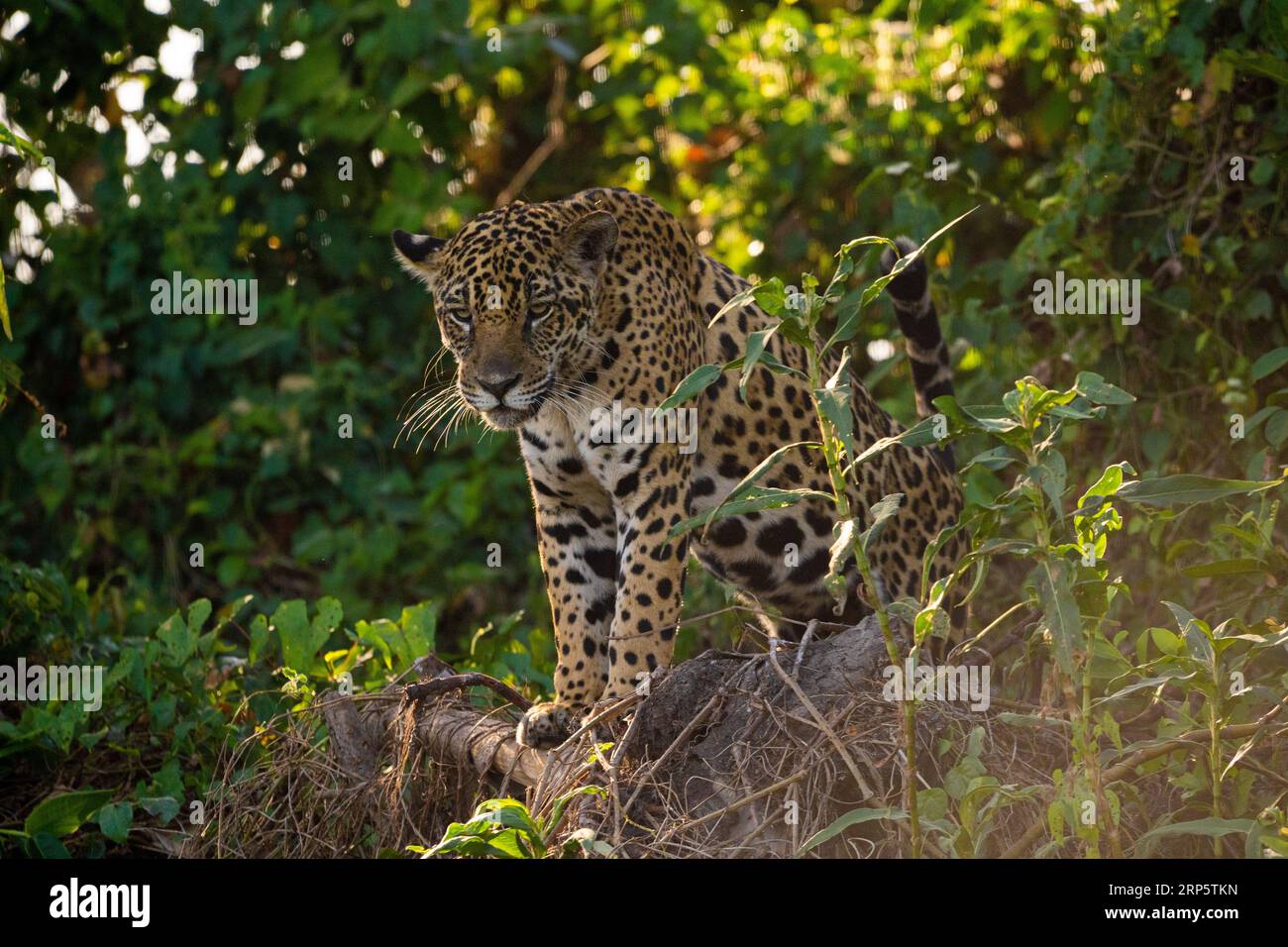 An adult Jaguar looking for a prey in the Cuiaba River. Stock Photo