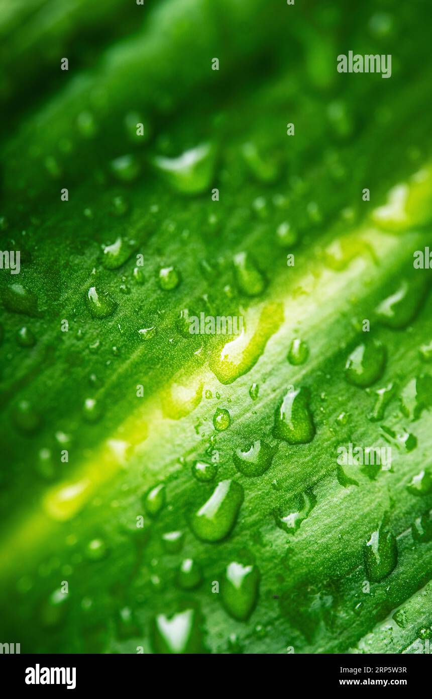 Green leaves macro water hi-res stock photography and images - Alamy