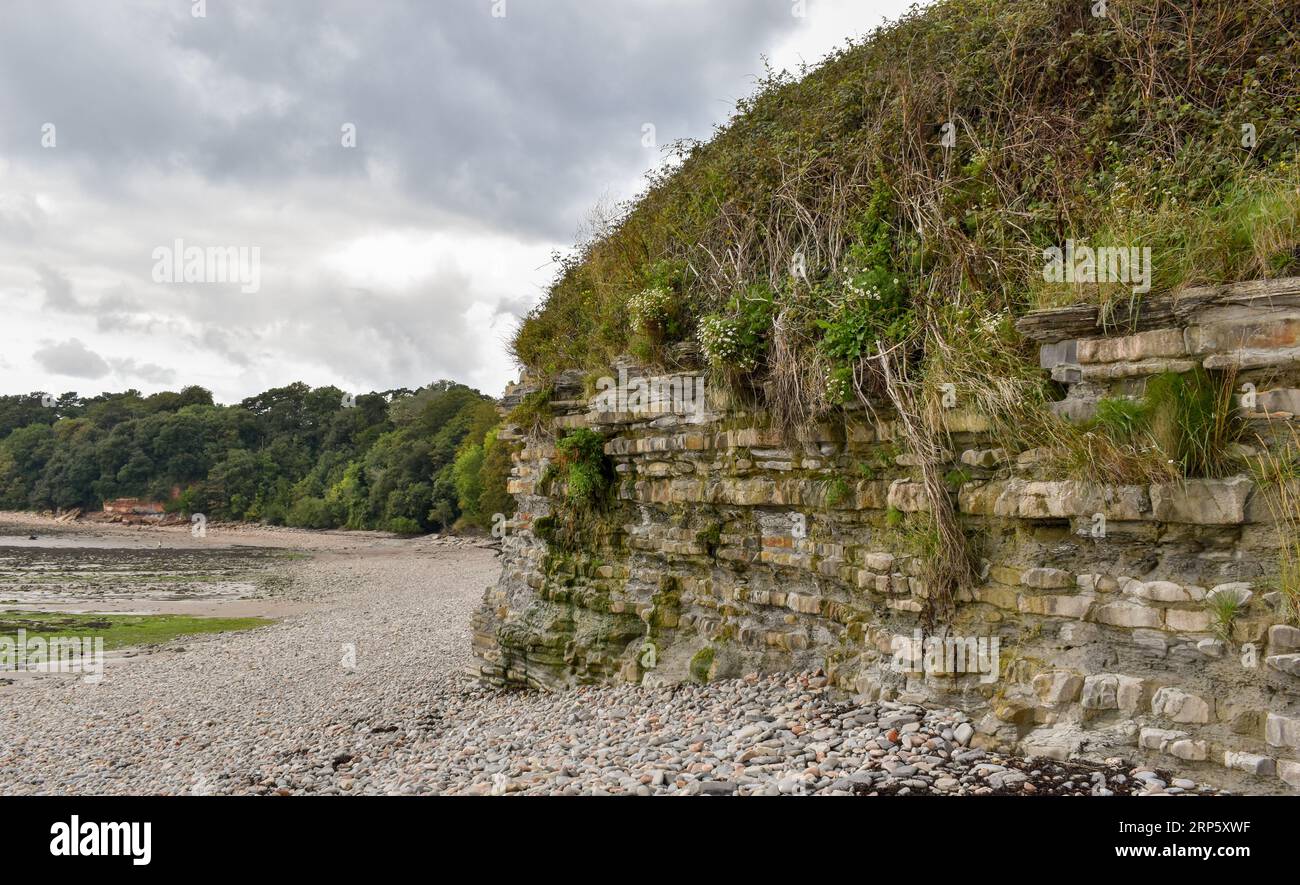 A cliff on a welsh beach under a cloudy sky showing evidence of coastal erosion which is partially disguised by growing vegetation on the face of it. Stock Photo