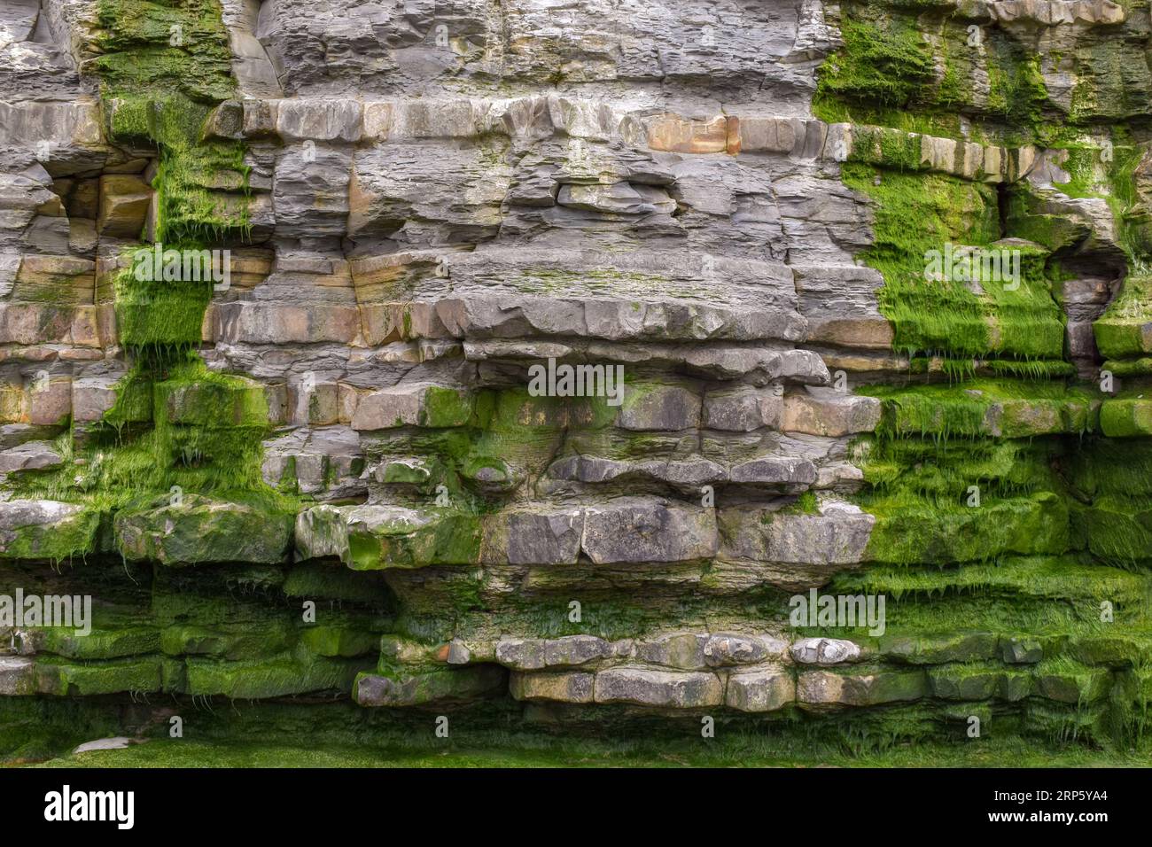 The layers of an eroded cliff face exposed by the weather and sea, with some parts covered in green algae. Stock Photo