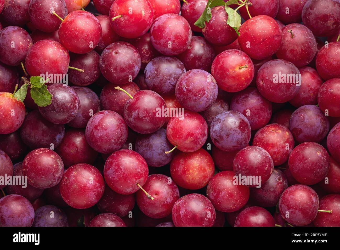 Lots of red sweet cherry plums (Prunus cerasifera). Homegrown organic fruit. Stock Photo