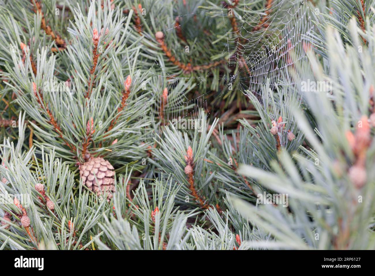 Pinecone on tree with spider web Stock Photo