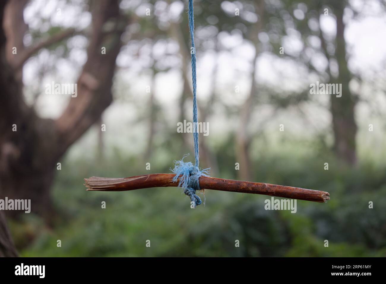 Piece of a branch that has been tied with blue rope to a tree to form a swing that children can swing on in the woodland Stock Photo