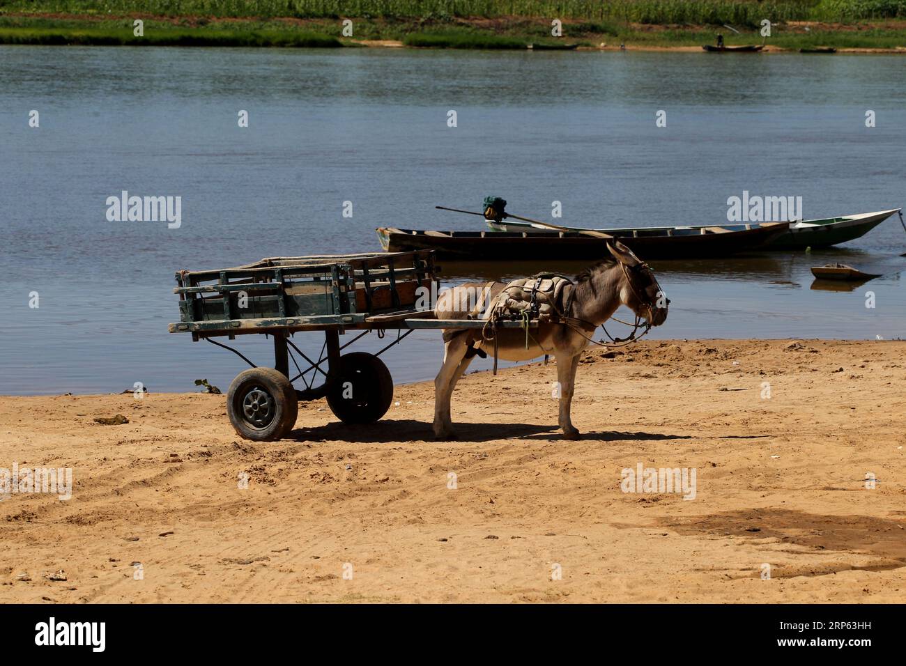 sitio do mato, bahia, brazil - june 2, 2023: animal-drawn wagon is seen ...