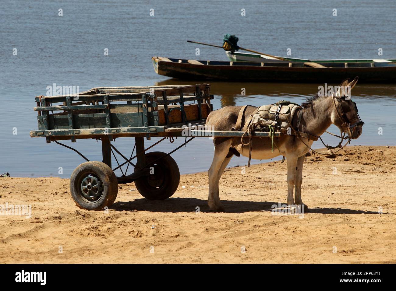 sitio do mato, bahia, brazil - june 2, 2023: animal-drawn wagon is seen ...