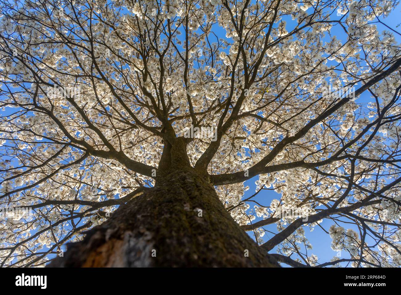 Ipe Rosa Cerrado Wonderful Flowers of a white ipe tree, Tabebuia roseo-alba (Ridley ...