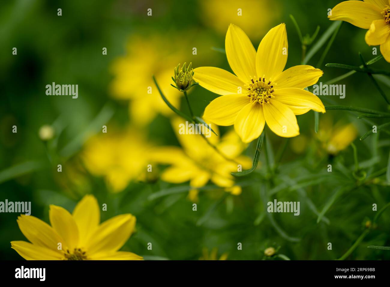 Coreopsis verticillata Grandiflora is an annual Asteraceae with yellow flowers, a North American species of tickseed in the sunflower family Stock Photo