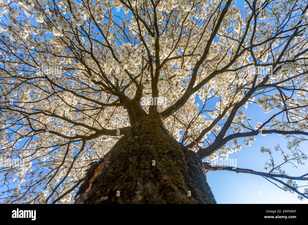 Ipe Rosa Cerrado Wonderful Flowers of a white ipe tree, Tabebuia roseo-alba (Ridley ...