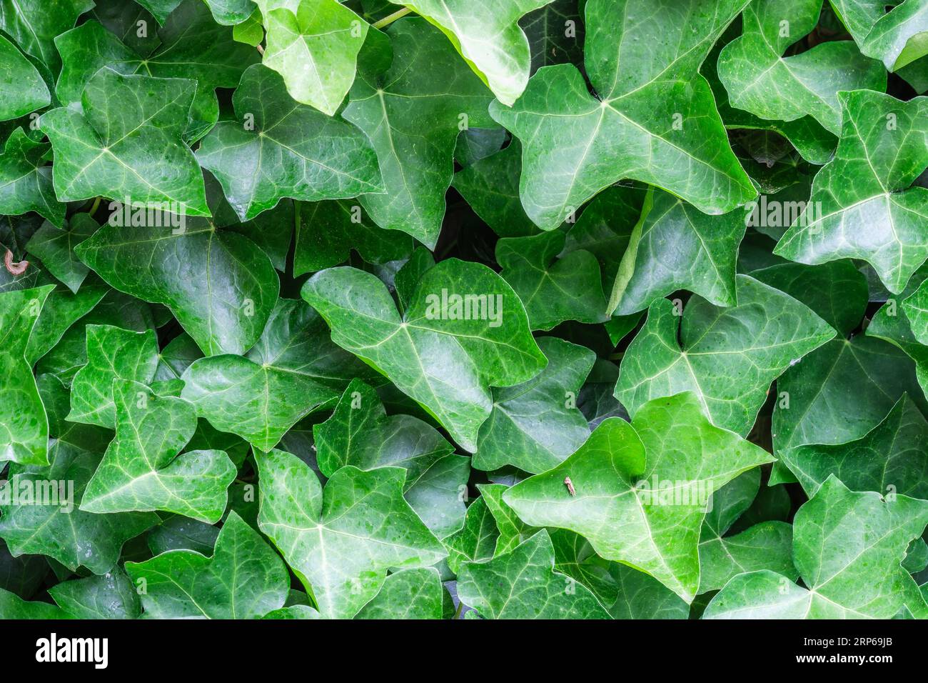 Top view of lush Hedera helix hibernica plant with fresh shiny green leaves as natural background. Hedera, commonly called ivy, an evergreen climbing Stock Photo