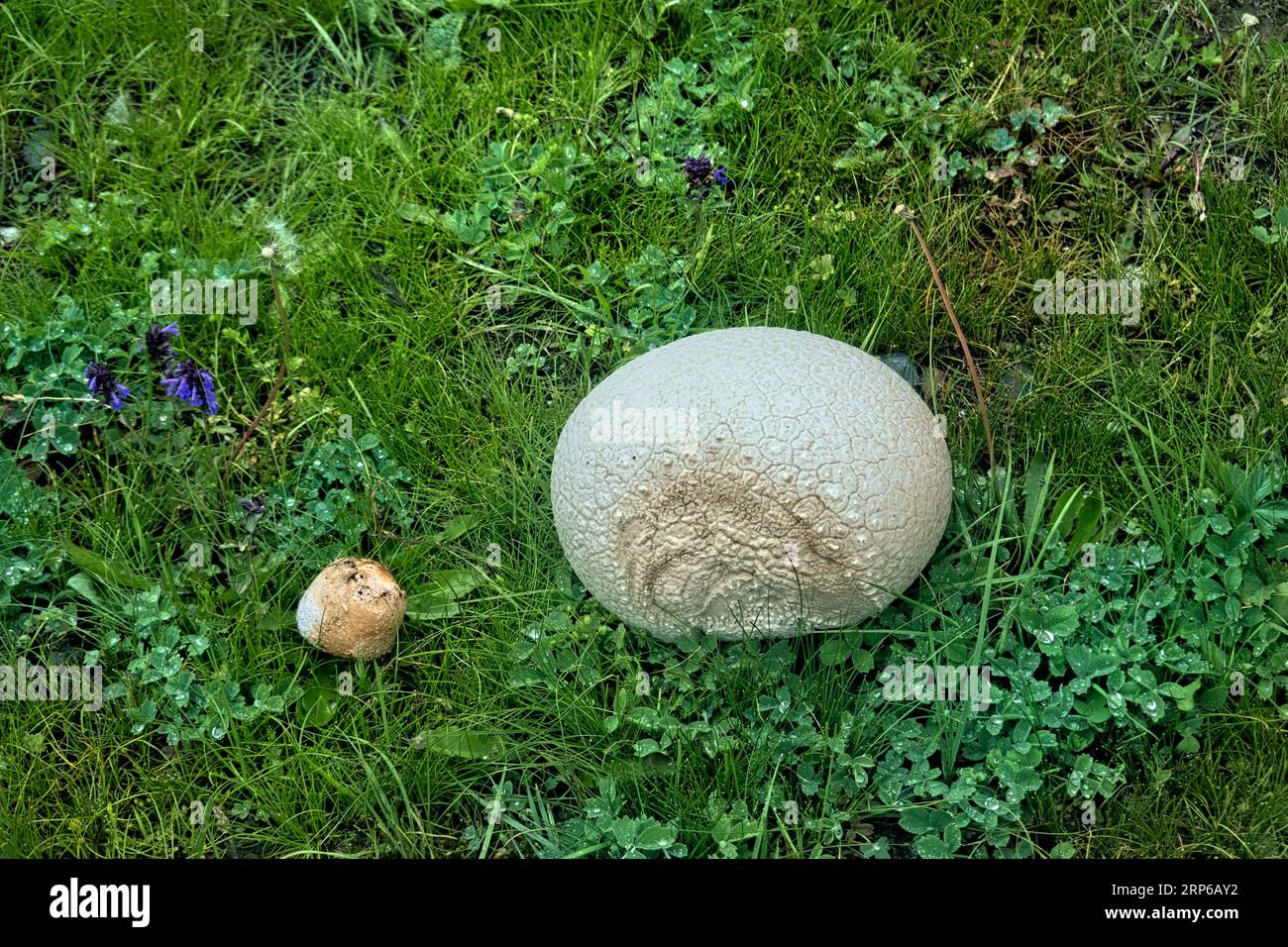 Giant puffball mushroom (Calvatia gigantea) growing in the Warwan Valley, Kashmir, India Stock Photo