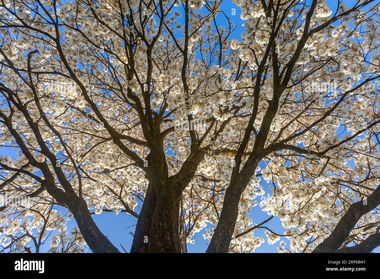 Ipe Rosa Cerrado Wonderful Flowers of a white ipe tree, Tabebuia roseo-alba (Ridley ...