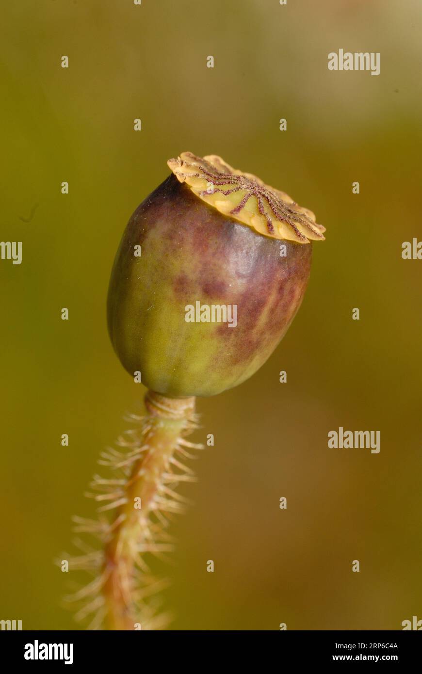 A green leaf is in the process of unfolding from a white flower bud, as it begins to bloom Stock Photo
