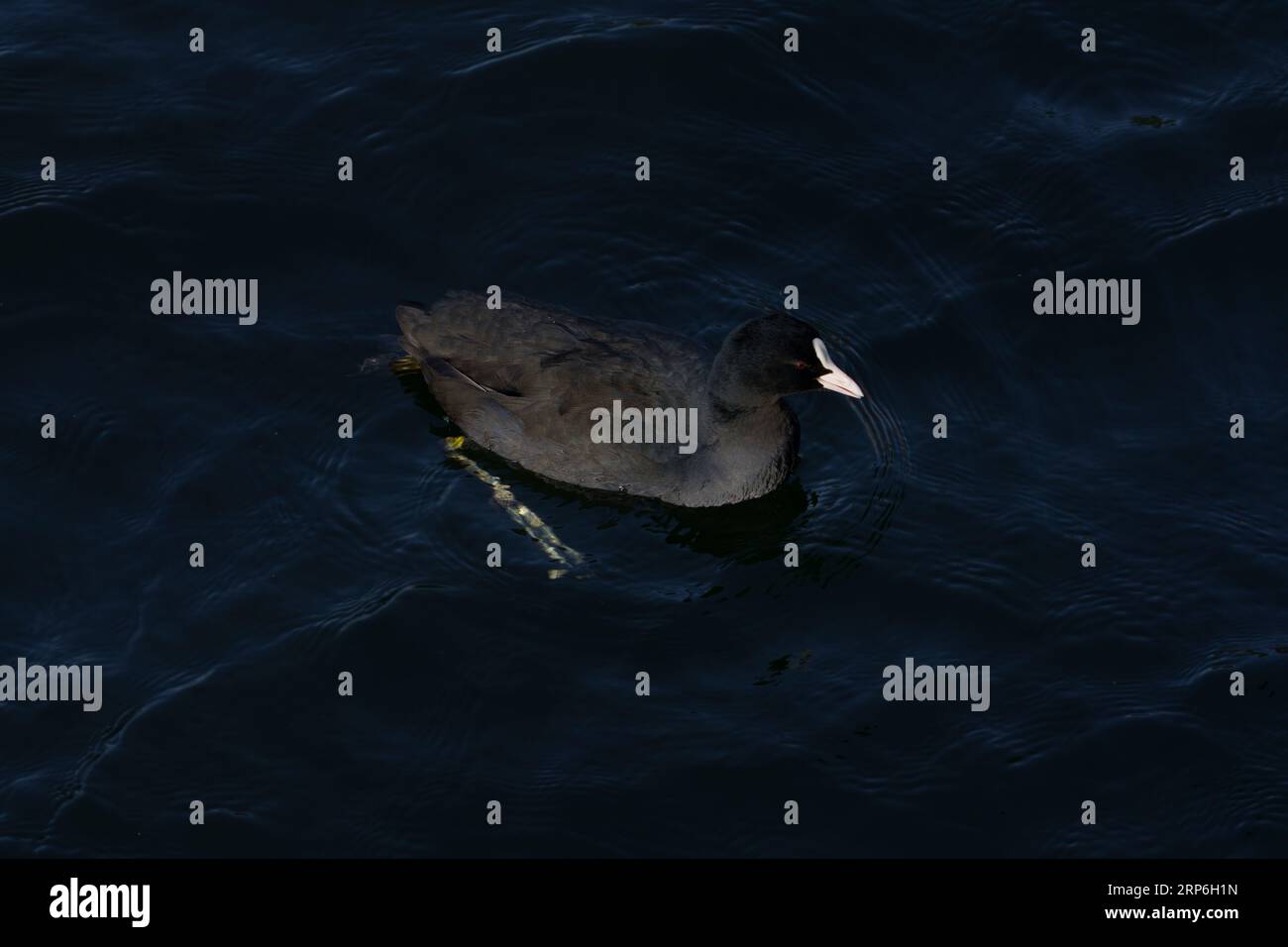 Swimming Fulica atra Family Rallidae Genus Fulica Eurasian coot Common coot Australian coot wild nature bid photography, picture, wallpaper Stock Photo