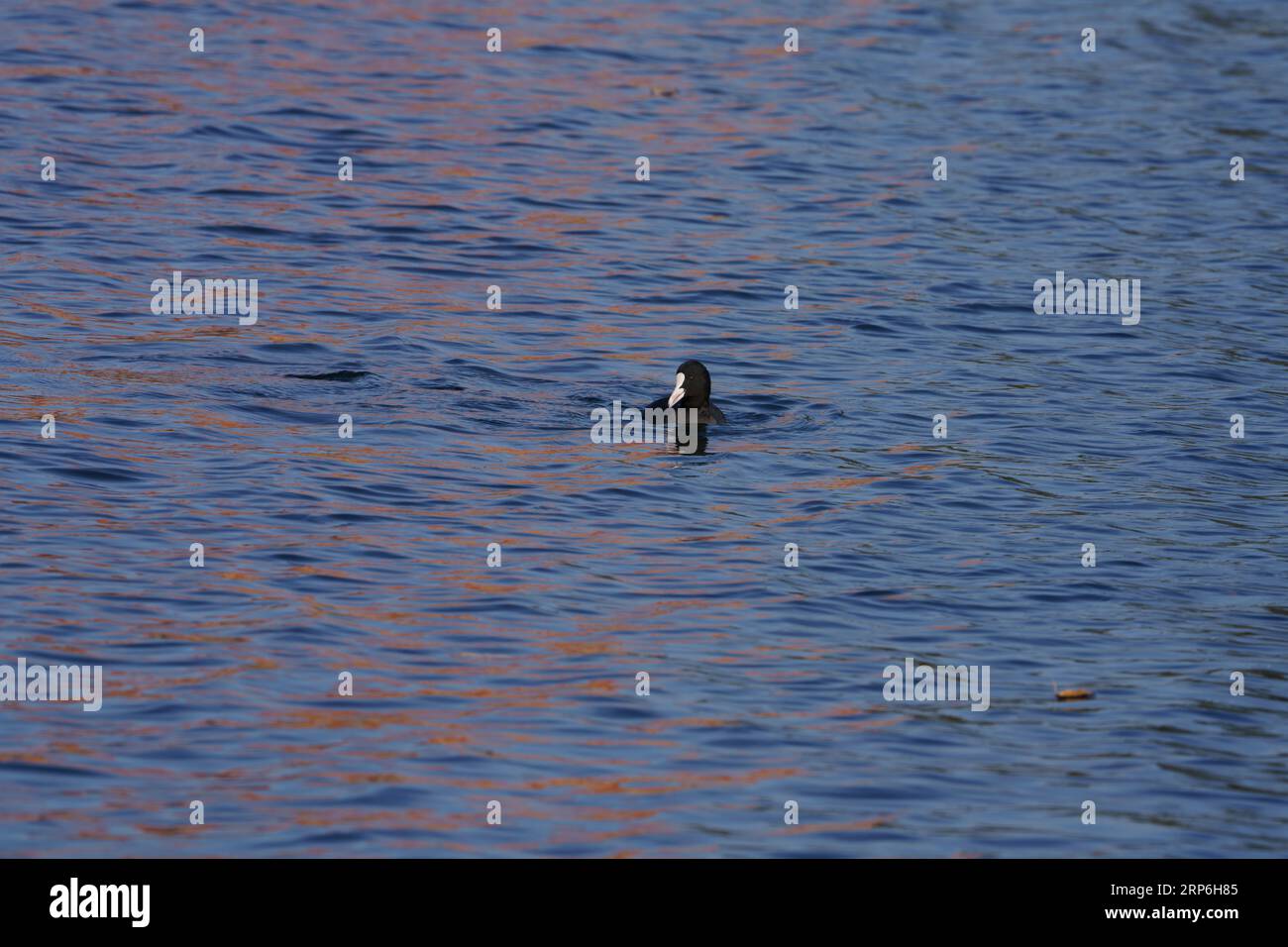 Swimming Fulica atra Family Rallidae Genus Fulica Eurasian coot Common coot Australian coot wild nature bid photography, picture, wallpaper Stock Photo