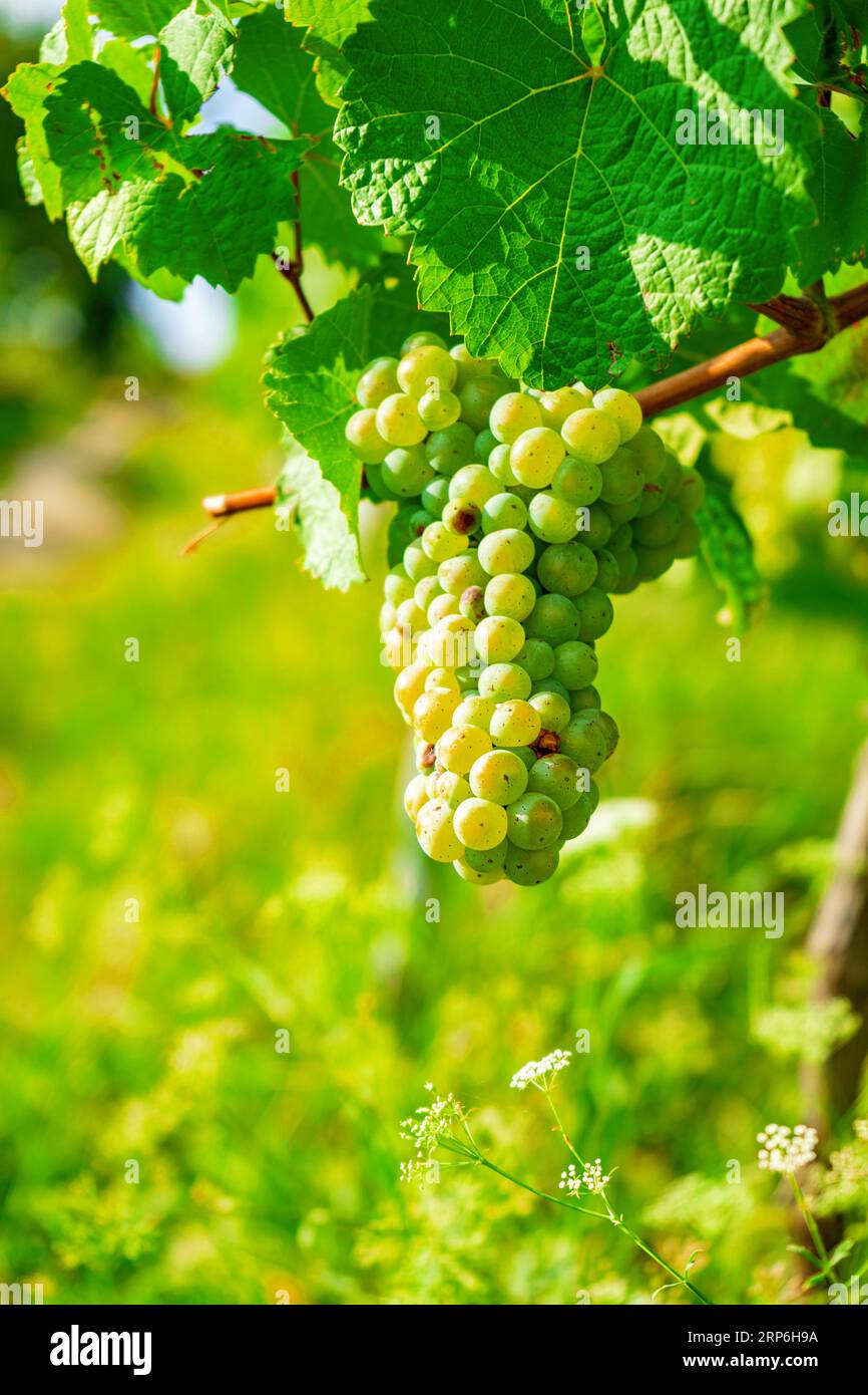 Close up of green vine grapes at vineyard in late summer Stock Photo