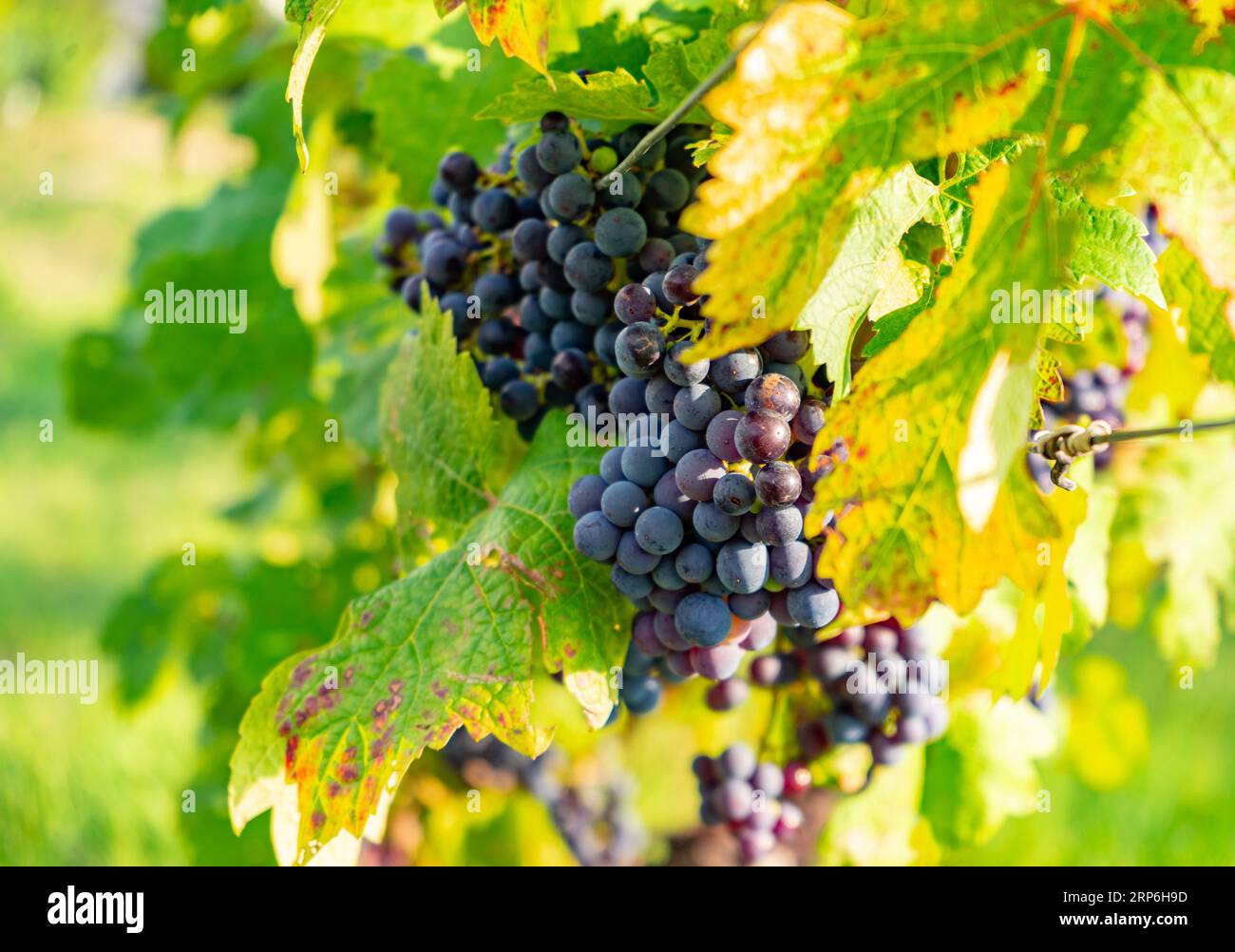 Close up of black vine grapes at vineyard in late summer Stock Photo