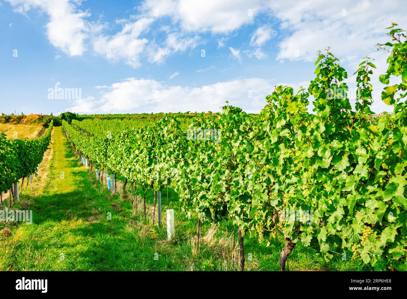 Vineyard rows on a hill in Vienna Austria Nusserg area, View on Vienna City Stock Photo