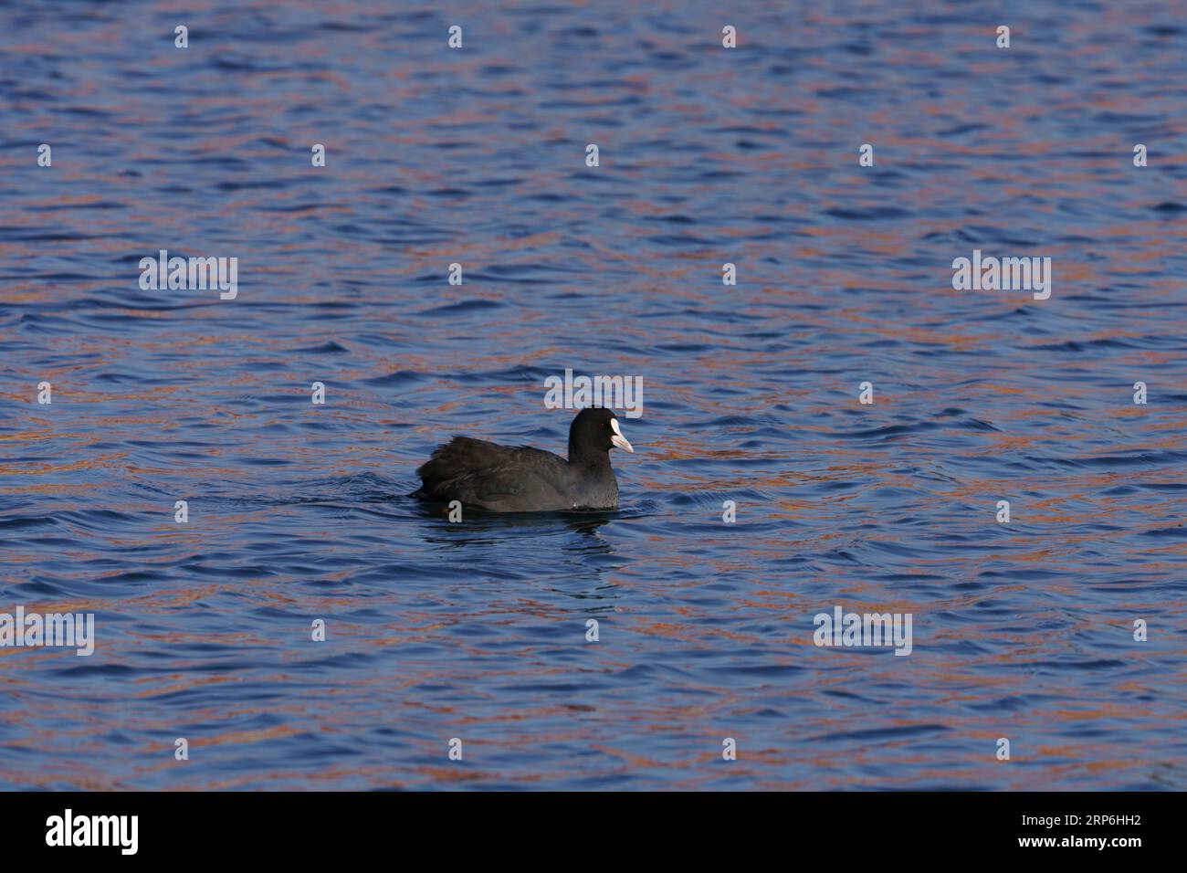 Swimming Fulica atra Family Rallidae Genus Fulica Eurasian coot Common coot Australian coot wild nature bid photography, picture, wallpaper Stock Photo