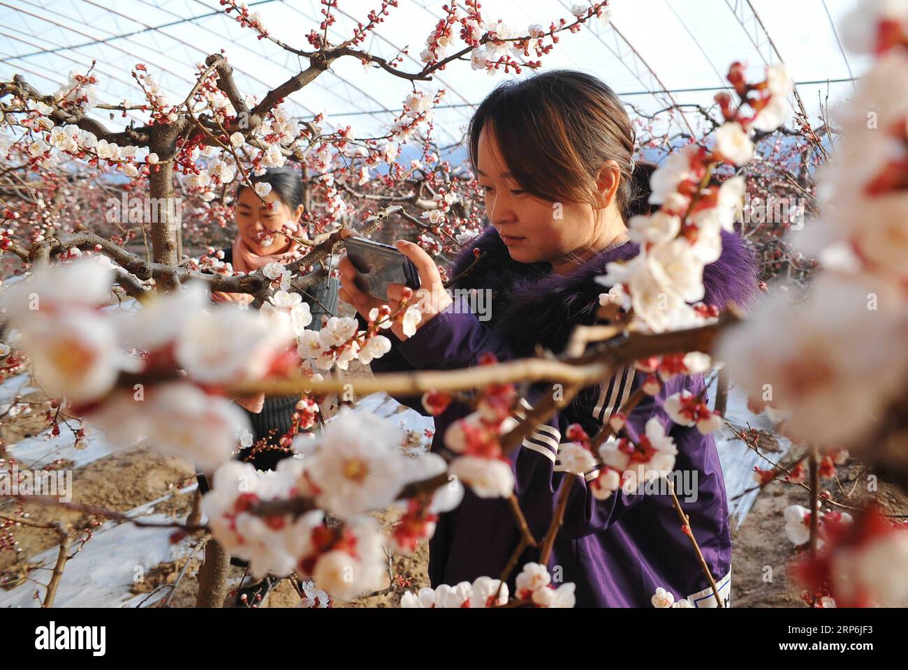 (190115) -- ZHANGJIAKOU, Jan. 15, 2019 -- A visitor takes photos of apricot blossoms inside a greenhouse in Yanghenan Town, Zhangjiakou of north China s Hebei Province, Jan. 15, 2019. ) CHINA-GREENHOUSE-SPRING (CN) ChenxXiaodong PUBLICATIONxNOTxINxCHN Stock Photo