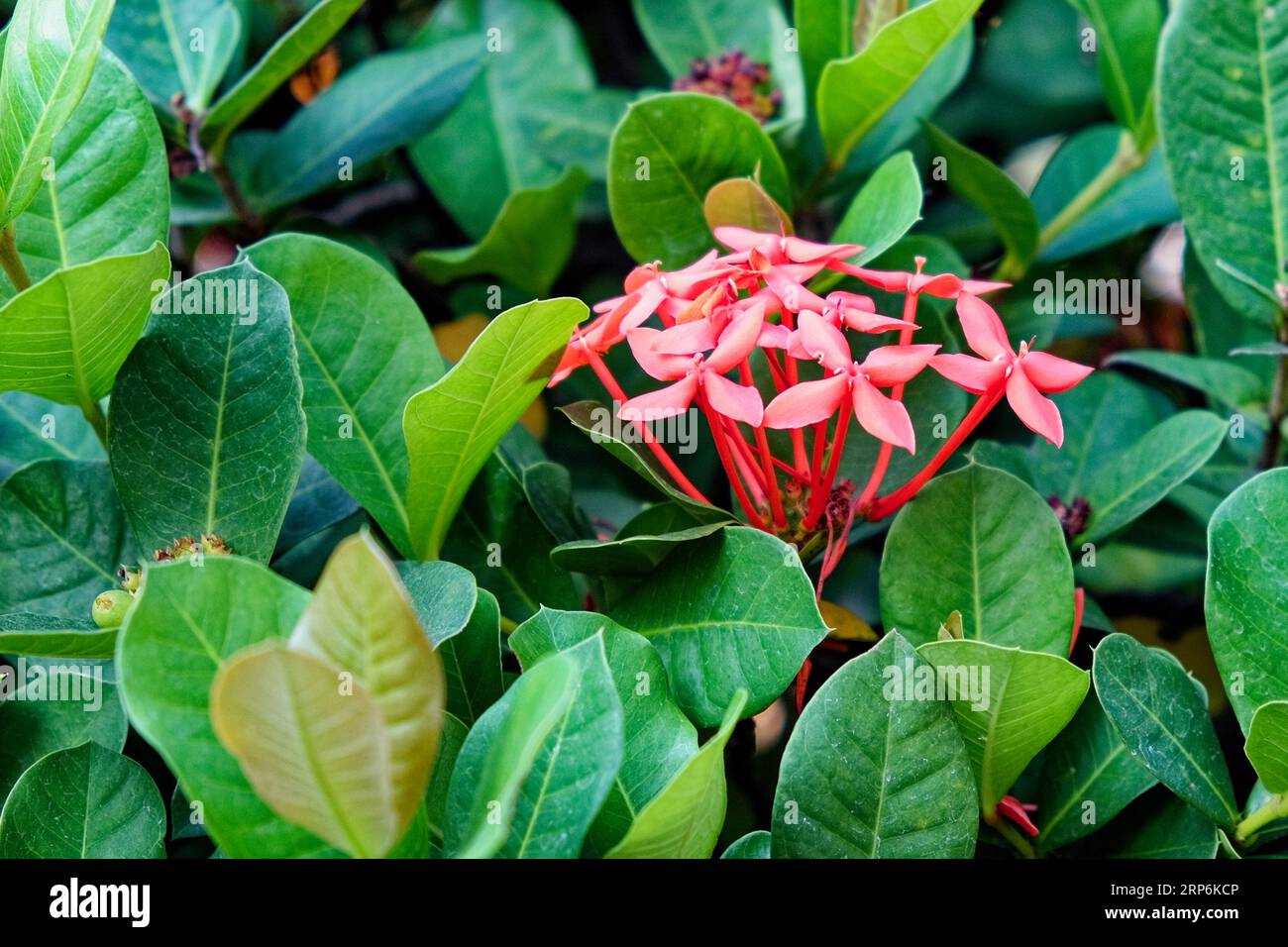 A group of small pink Ixora Chinensis flowers surrounded by dark green leaves. Stock Photo