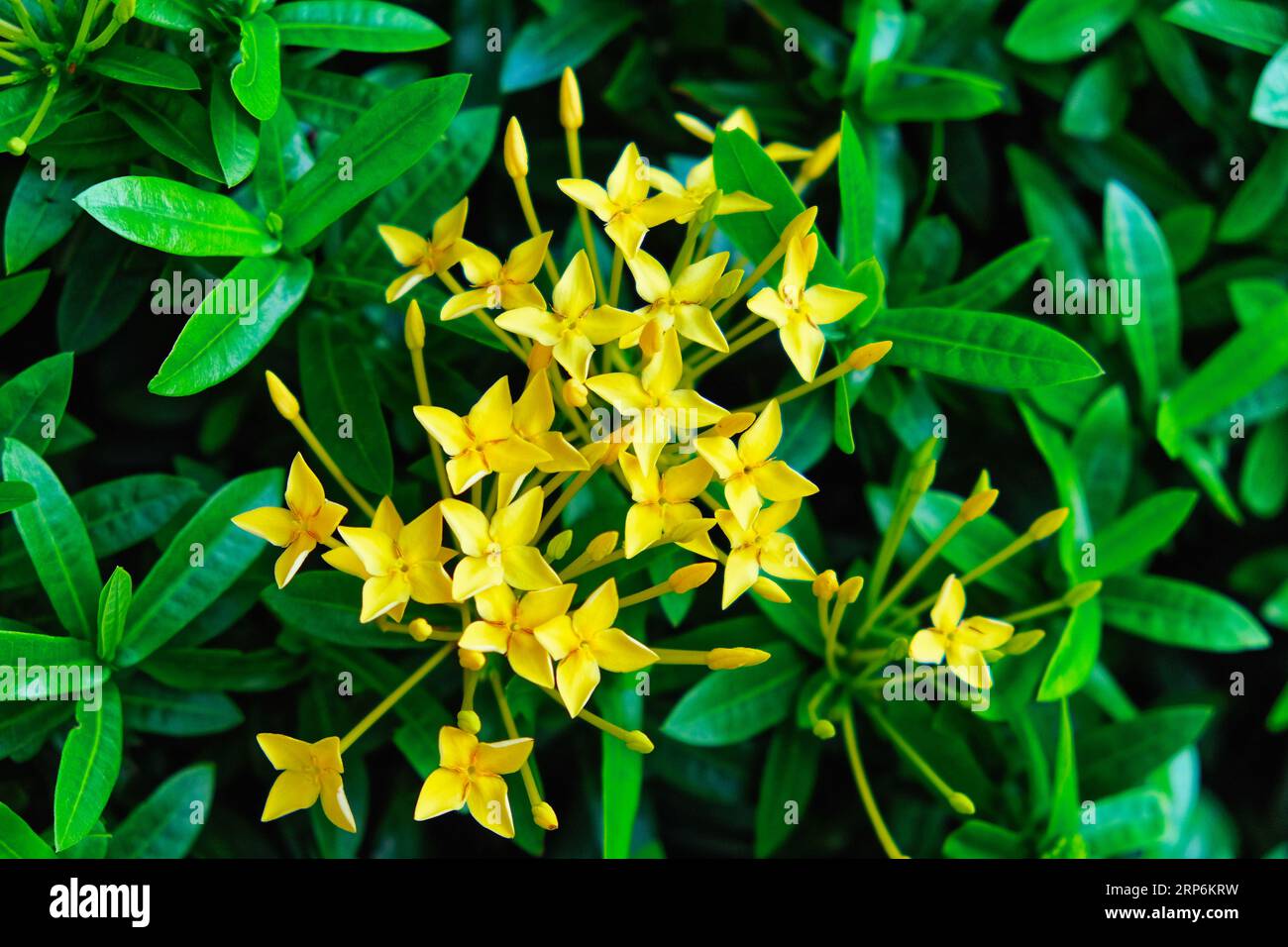 A bunch of small yellow Ixora Chinensis flowers surrounded by dark green leaves. Stock Photo