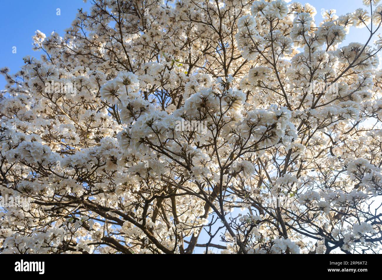 Ipe Rosa Cerrado Rosa do cerrado hi-res stock photography and images - Alamy