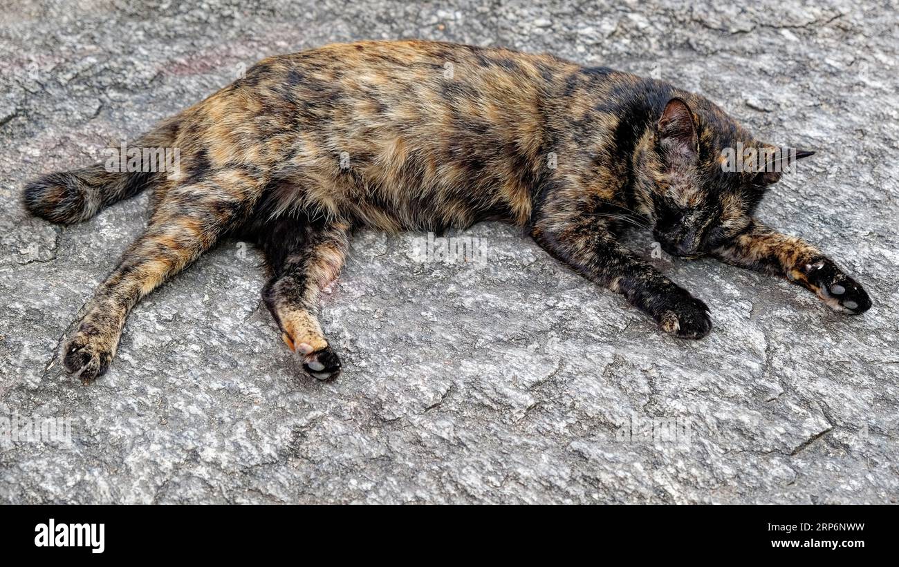 A cat sleeping on a stone pavement. The cat is a tortoiseshell with