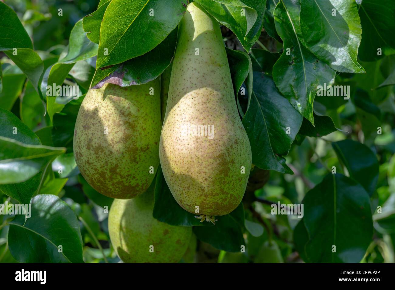 Green organic orchards with rows of Conference pear trees with ripe
