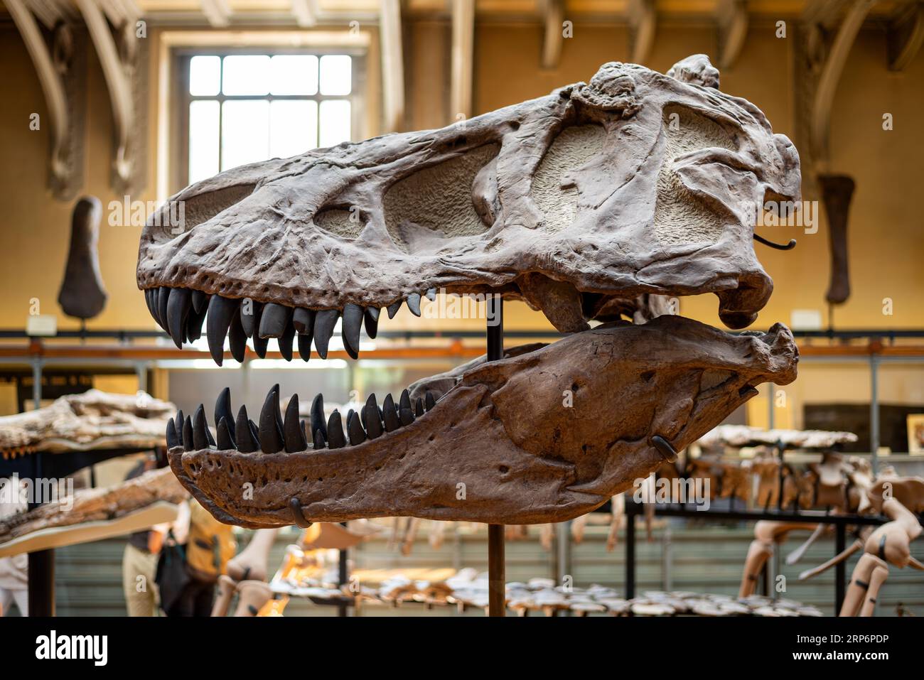 Tyrannosaurus rex skull on display in The Gallery of Paleontology and Comparative Anatomy situated in the Jardin des plantes in Paris. Stock Photo
