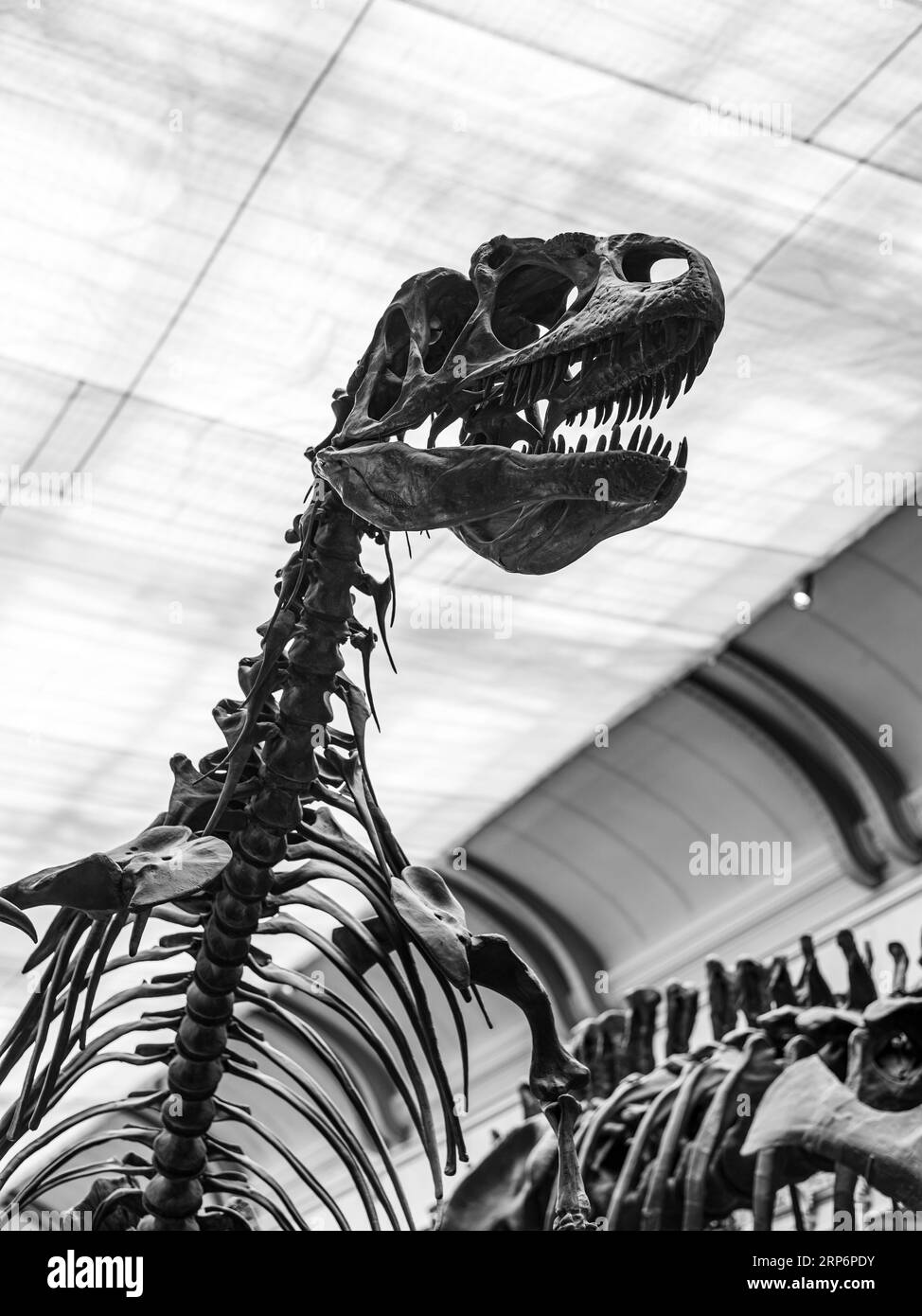 Scary dinosaur skeleton cast of a Allosaurus fragilis on display in The