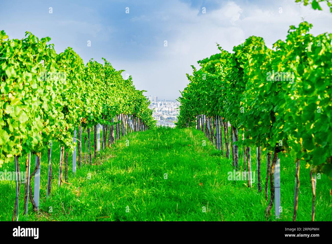 Vineyards at hill nussberg hi-res stock photography and images - Alamy