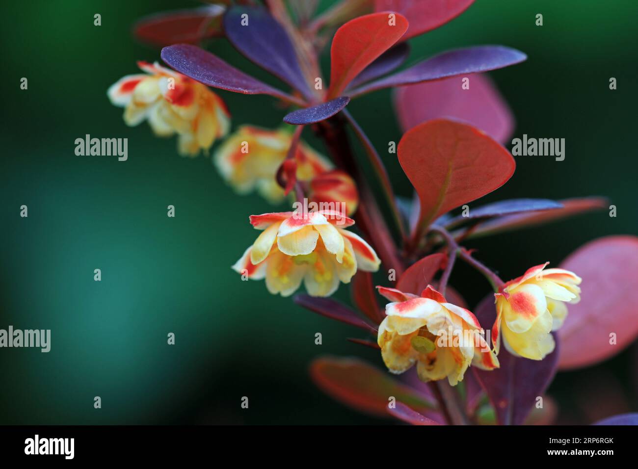 Beautiful flowers of Berberis amurensis, North China Stock Photo