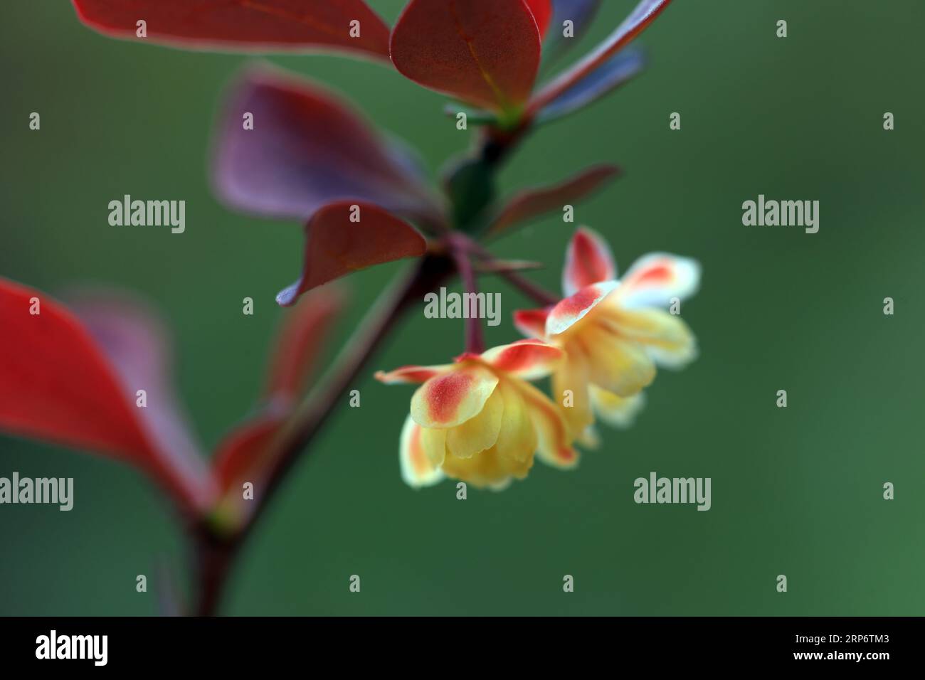 Beautiful flowers of Berberis amurensis, North China Stock Photo