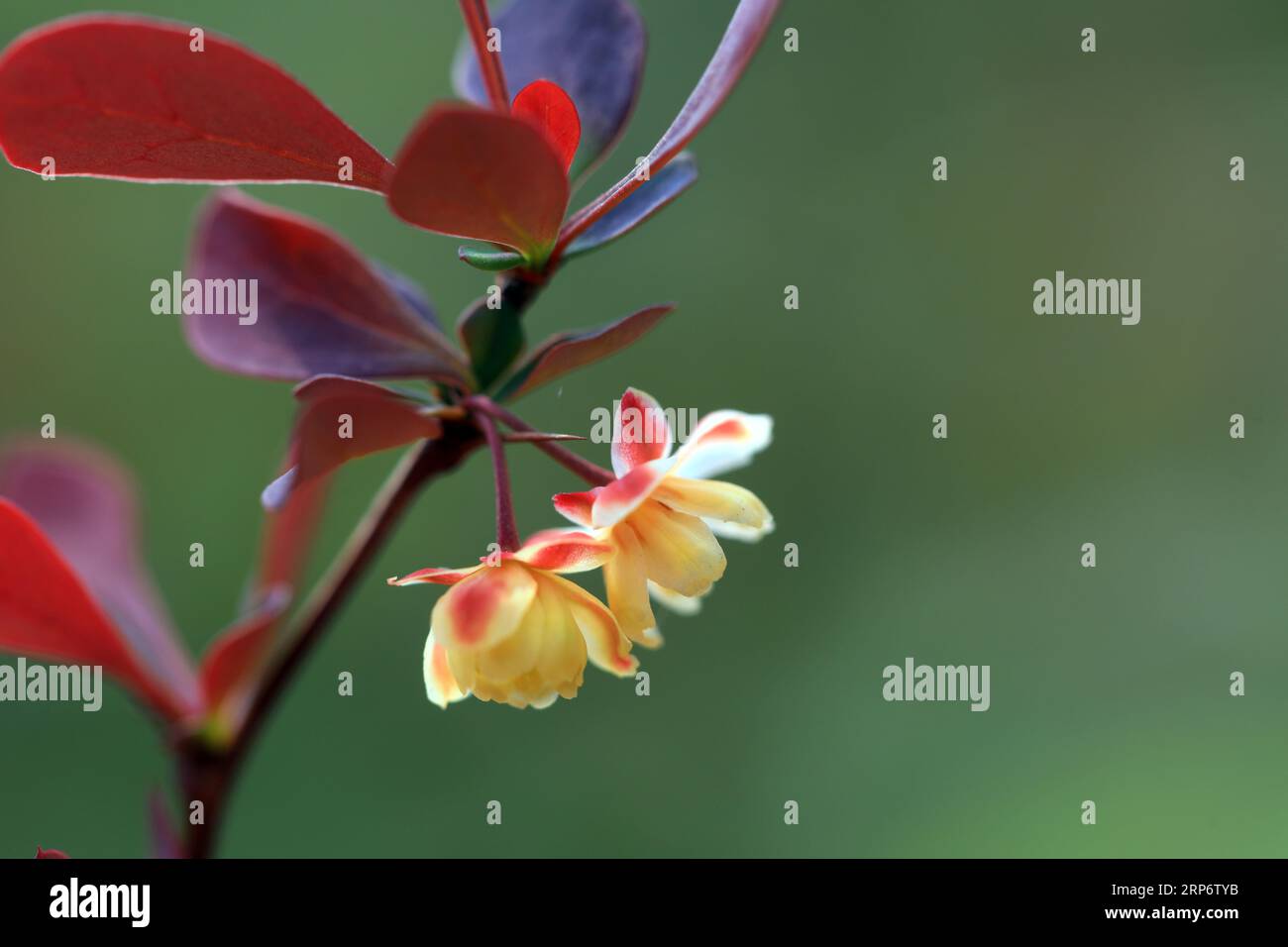 Beautiful flowers of Berberis amurensis, North China Stock Photo