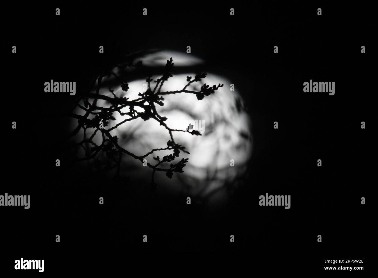 Totale Mondfinsternis (190121) -- WASHINGTON, Jan. 21, 2019 (Xinhua) -- The moon is seen during a lunar eclipse in Washington, the United States, on Jan. 20, 2019. (Xinhua/Liu Jie) U.S.-WASHINGTON-LUNAR ECLIPSE PUBLICATIONxNOTxINxCHN Stock Photo