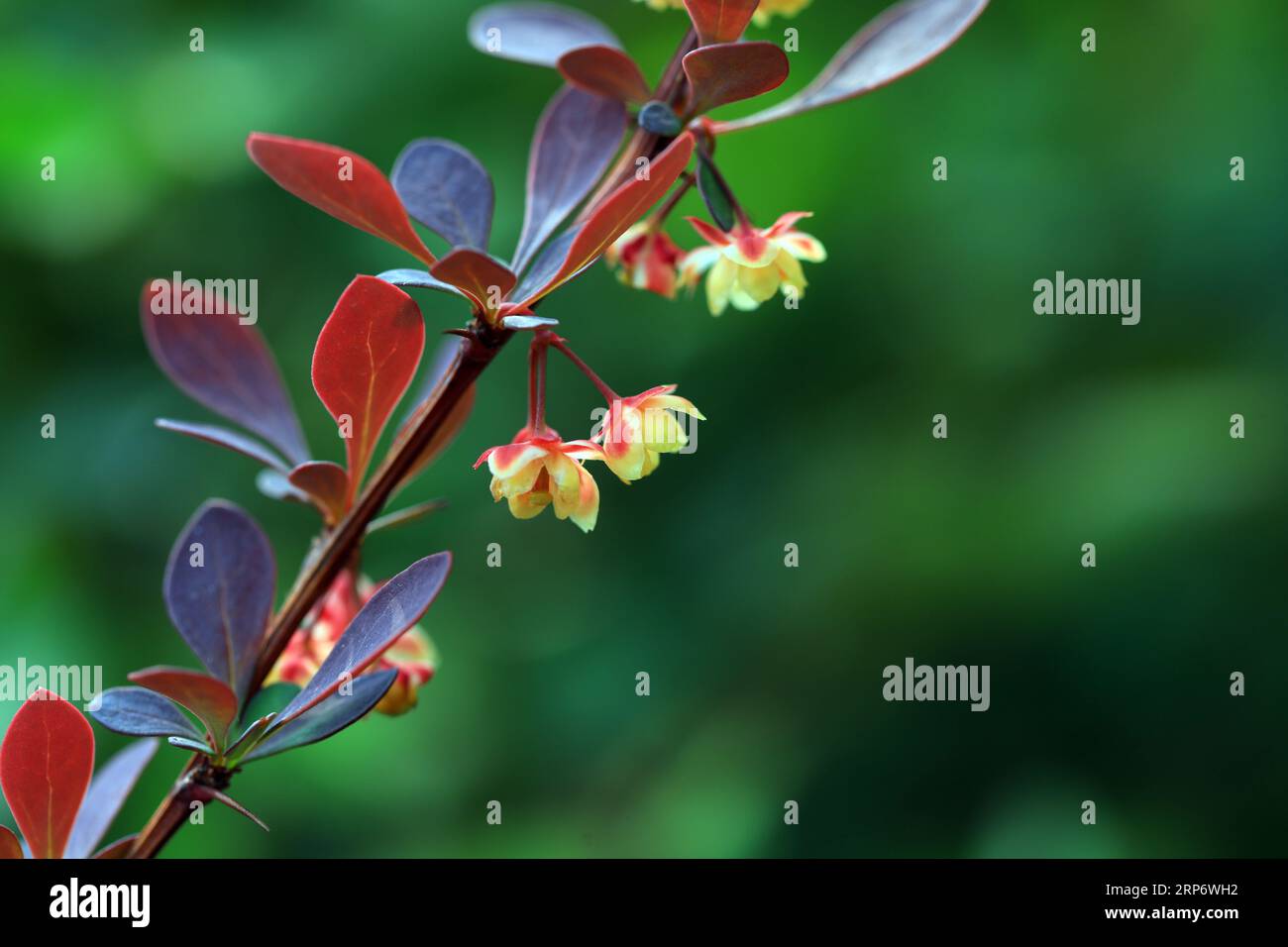 Beautiful flowers of Berberis amurensis, North China Stock Photo