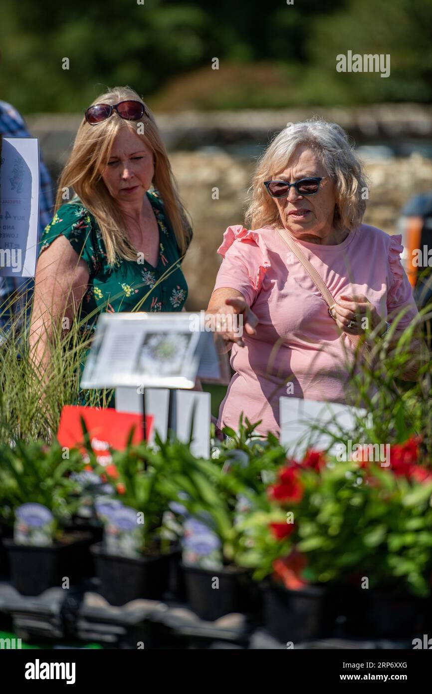 two older ladies or women shopping for plants and flowers at a garden centre or country fair in the summer season on the isle of wight uk Stock Photo