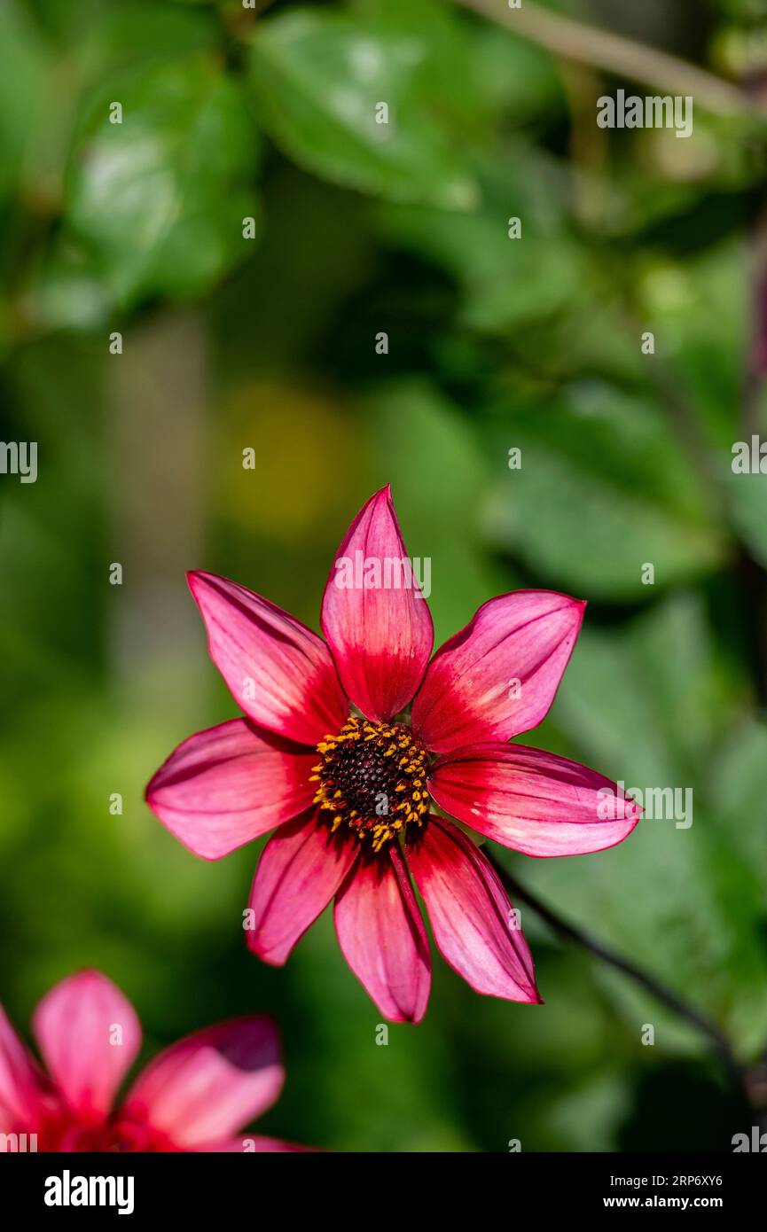 beautiful red dahlia flowers with pink and red petals and green leaves growing in a country house garden on the isle of wight uk Stock Photo