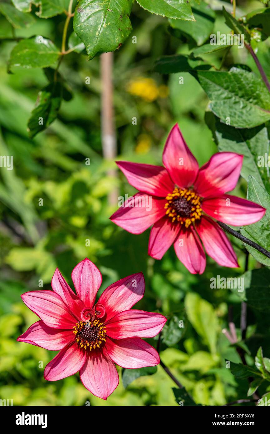 beautiful red dahlia flowers with pink and red petals and green leaves growing in a country house garden on the isle of wight uk Stock Photo