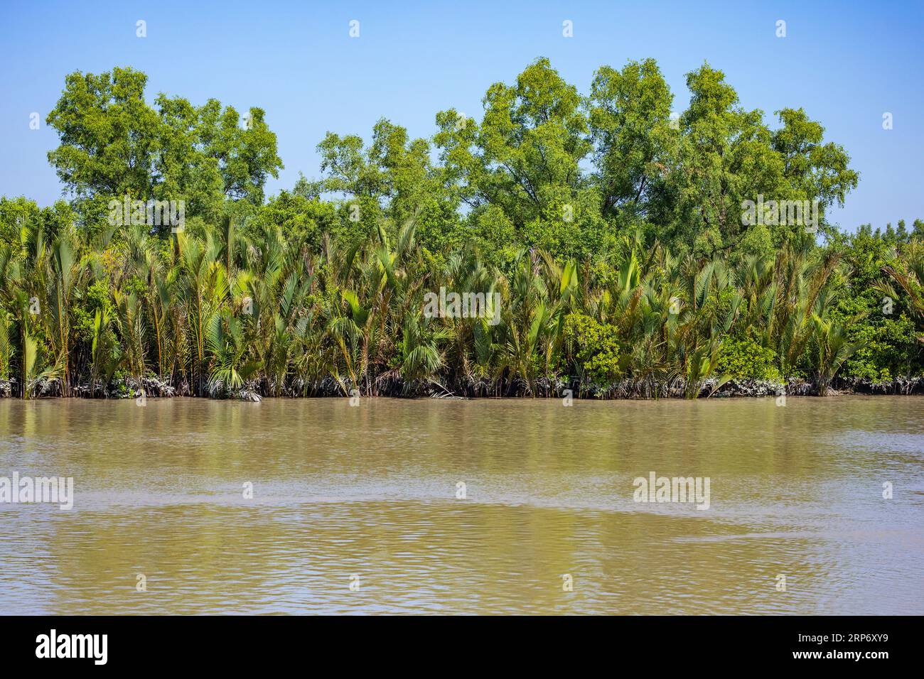 Sundarbans, Bnagladesh: Sundarbans Mangrove forest, the largest ...