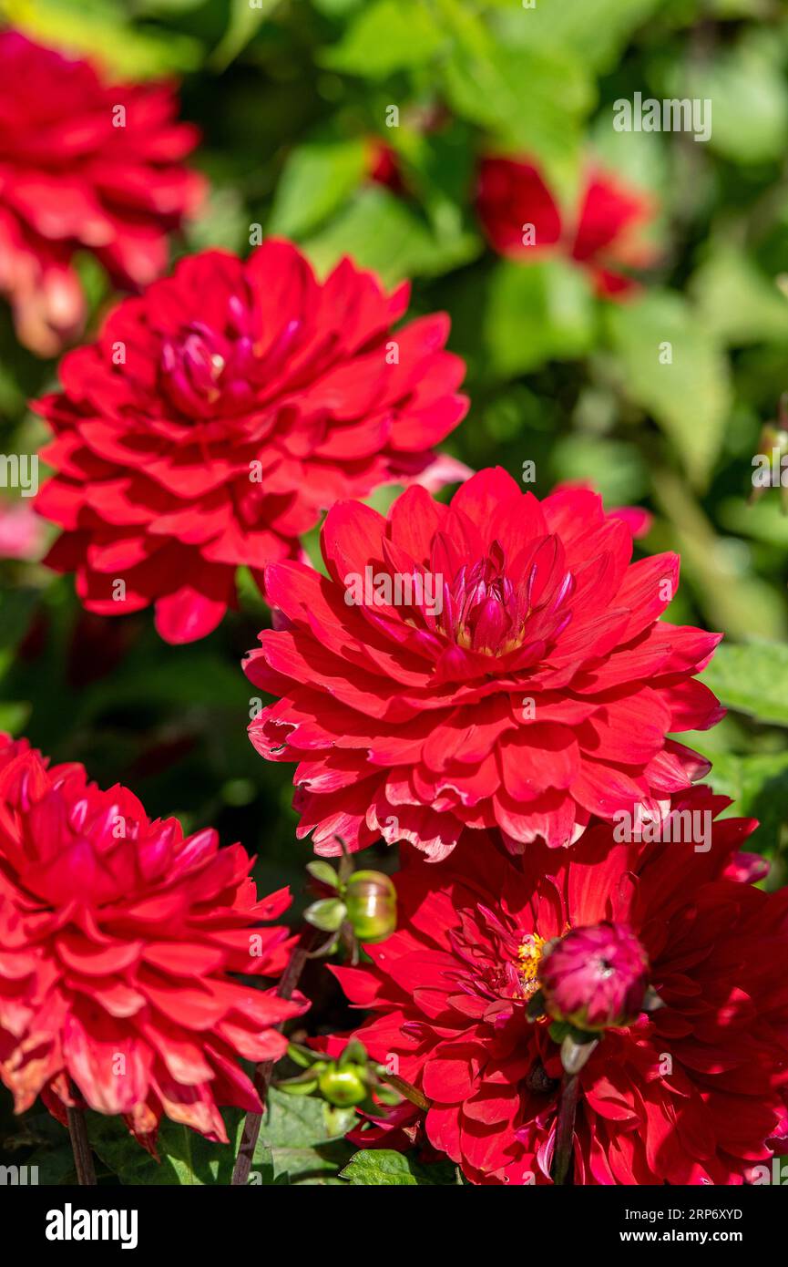 bright red dahlia flowers at a garden centre on display for buyers. Stock Photo