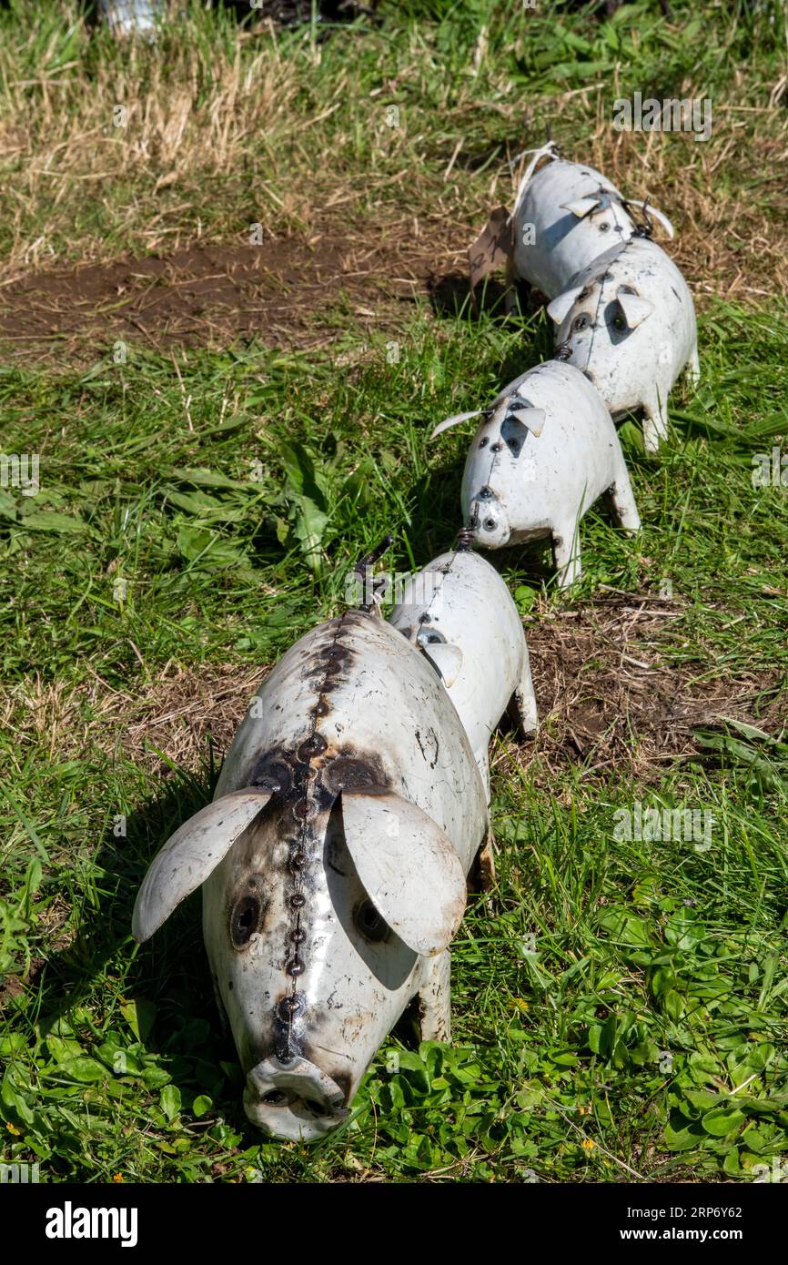 row of ornamental garden pigs in a line. sow with piglets walking on grass field. Stock Photo