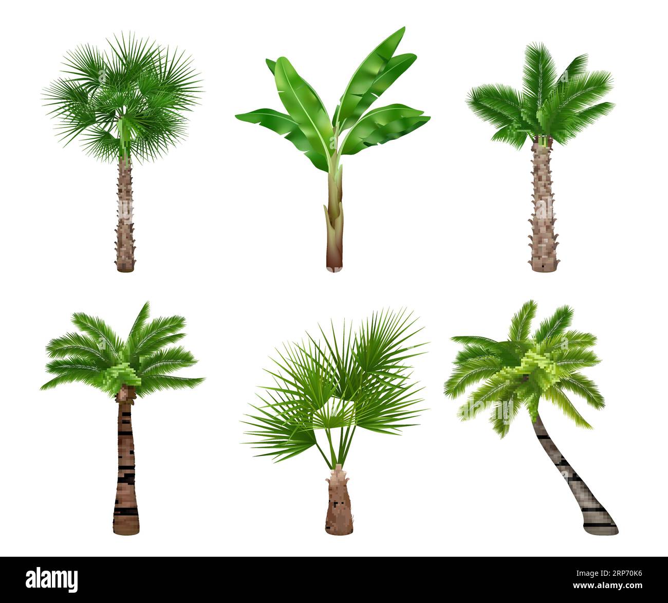 Palm tree realistic. Exotically trees collection decent vector pictures