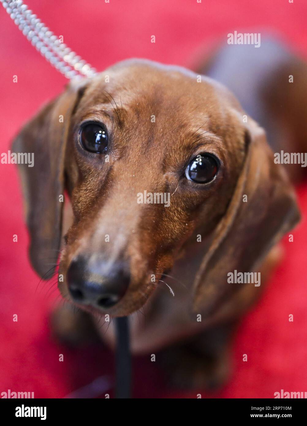 Kennel club cheap miniature dachshund