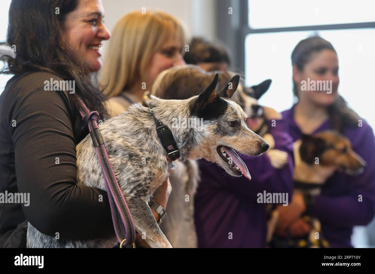 (190123) NEW YORK, Jan. 23, 2019 Dogs are seen during an agility demonstration at a press